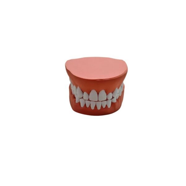 Modèle Dentaire Anatomique avec Gencives et Dents
