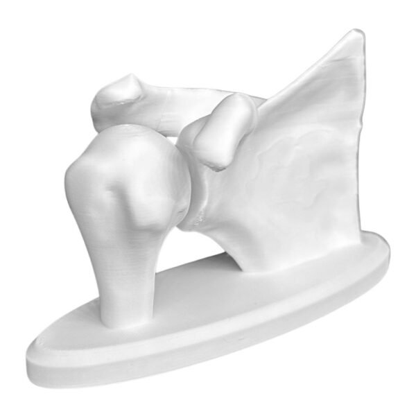 Modèle d'Omoplate (Scapula) – Anatomie Osseuse