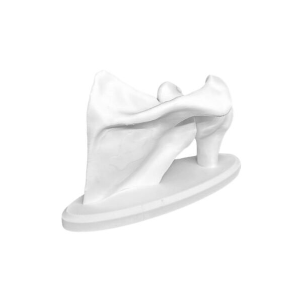 Modèle d'Omoplate (Scapula) – Anatomie Osseuse