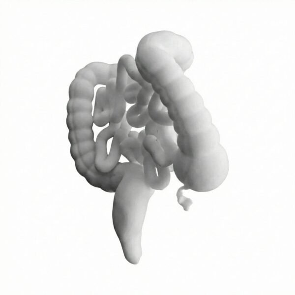 photo_1_2026-01-20_21-48-14 Modèle du Tractus Intestinal : Gros Intestin et Intestin Grêle