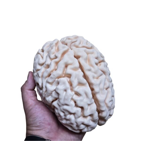 Cerveau Humain Anatomique (Scan Réel) – Réplique Haute Fidélité