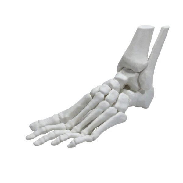 Modèle Anatomique de Squelette de Pied et Cheville (Taille Réelle)