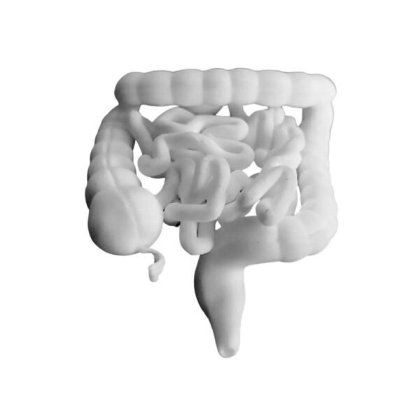 photo_6_2026-01-20_21-29-21 Modèle du Tractus Intestinal : Gros Intestin et Intestin Grêle