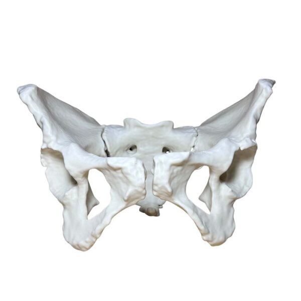 Bassin Humain (Pelvis) – Modèle Anatomique Complet