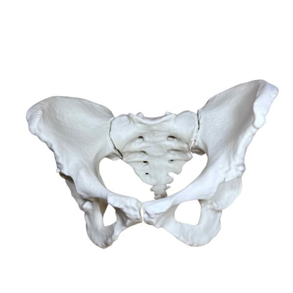 Bassin Humain (Pelvis) – Modèle Anatomique Complet
